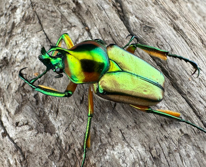 【WD】《セブヒメカブトハナムグリ亜種kachikun ペア》