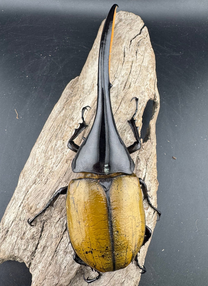 《ヘラクレス・ヘラクレス 148.5mm ペア》