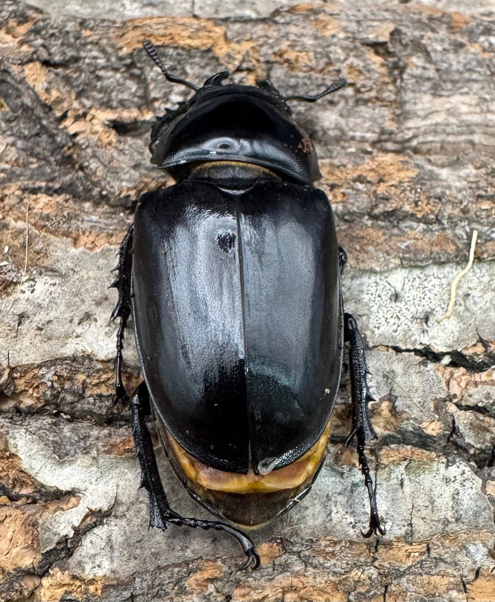 《アクベシアヌスミヤマ 80mm B品ペア》