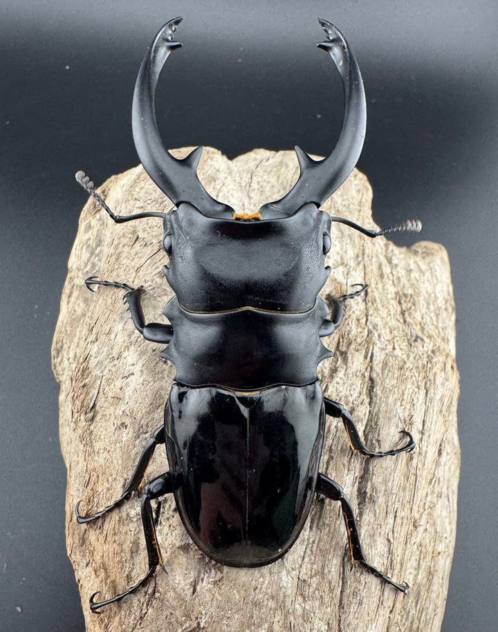 【WD】《インターメディアツヤクワガタ パラワン産 91mm ペア》