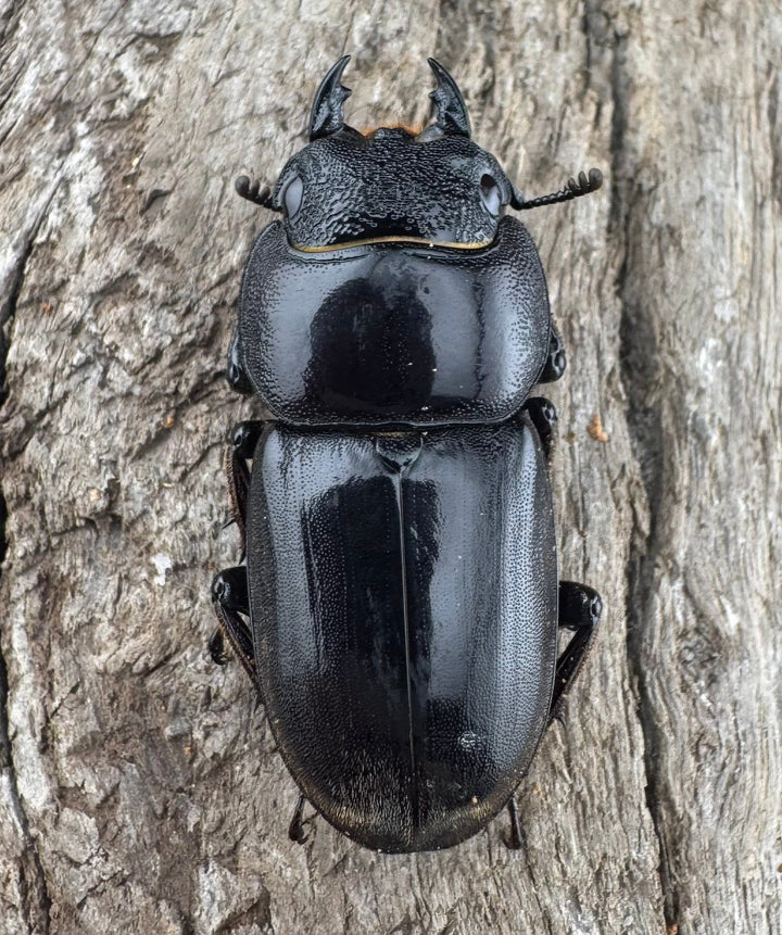 【WD】《西ペレンヒラタ（スラウェシオオヒラタ） 37mm ♀単》