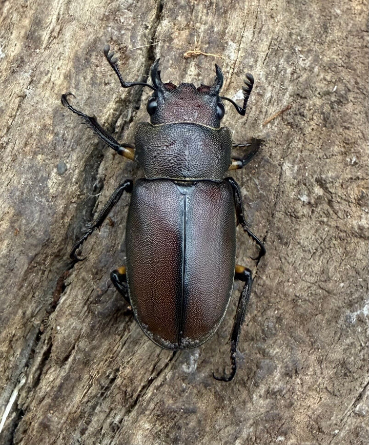 《メタリフェルホソアカ亜種サンギレンシス 63.5mm ペア》