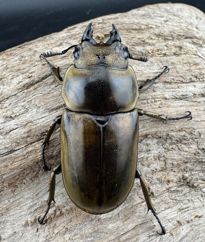 【F0】《ローゼンベルグオウゴンオニクワガタ 69mm ペア》