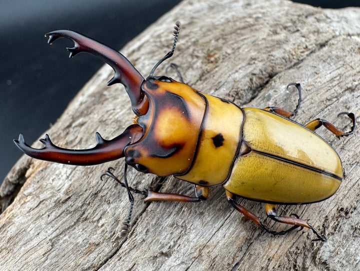 【WD】《オキピタリスノコギリ原名亜種 ラゴノイ産 45mmペア》