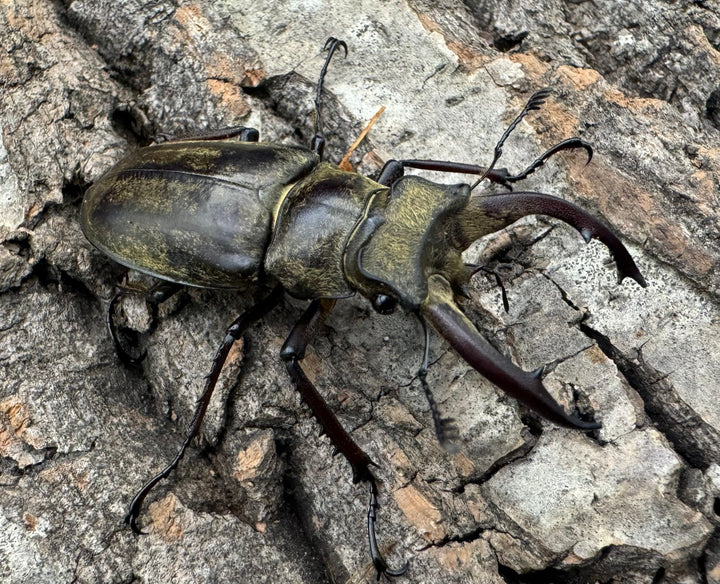 【WD】《チベットミヤマ原名亜種 51mm ペア》