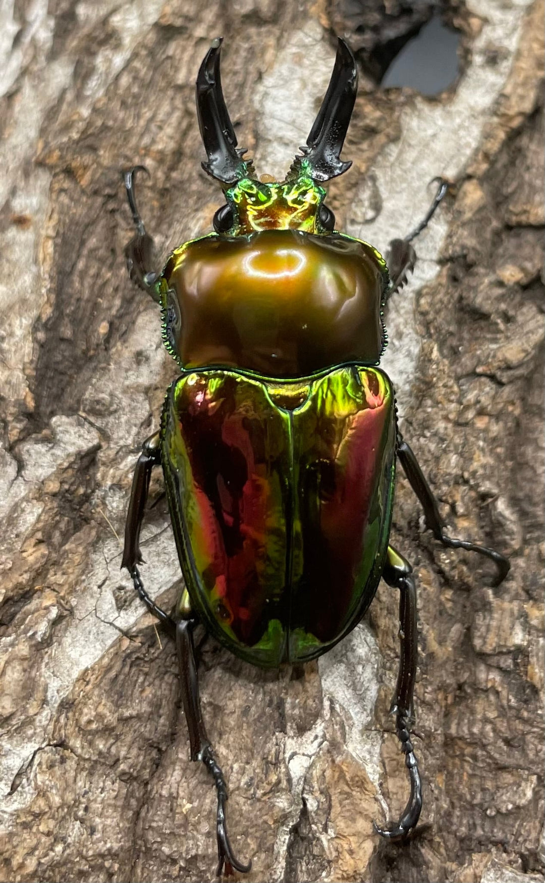 《ニジイロクワガタ 45mm ペア》