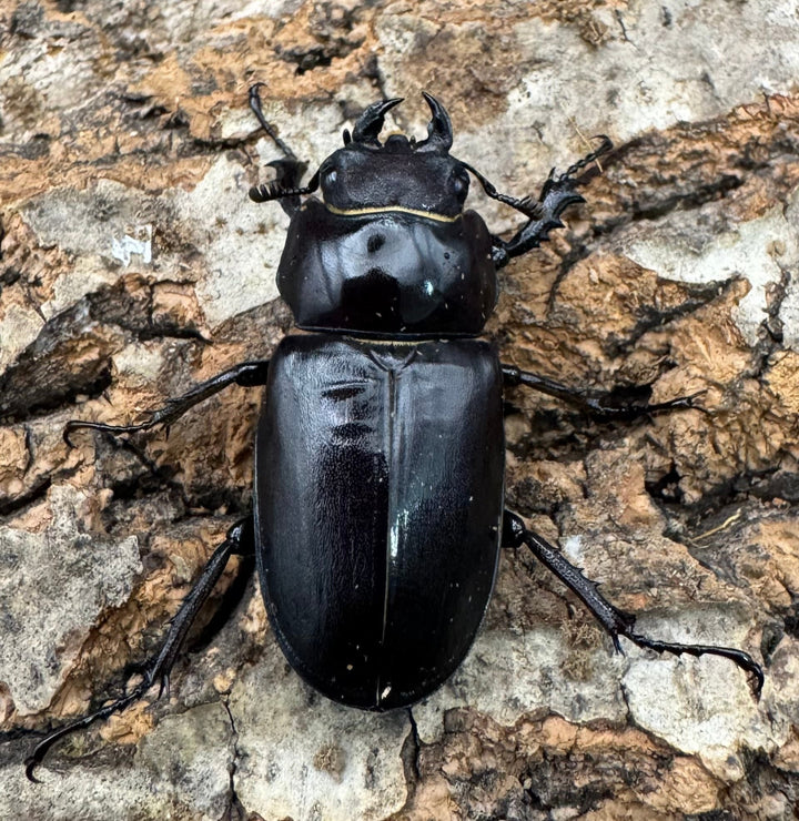 《ユダイクスミヤマ 60mm ペア》