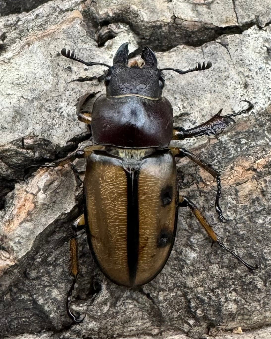 【WD】《デラバイミヤマ 47mm B品ペア》