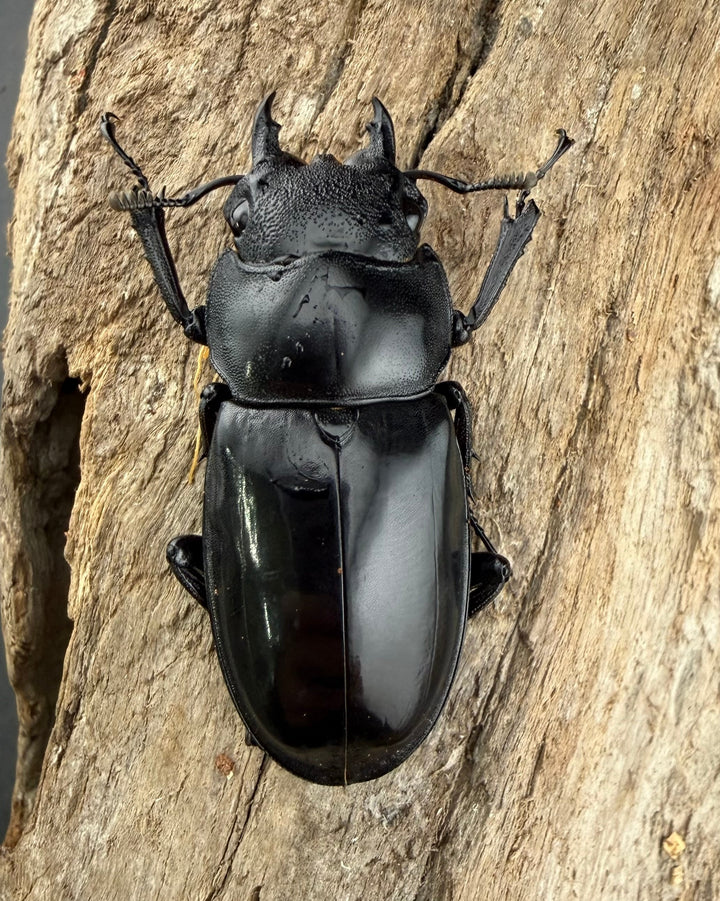 【WD】《マンディブラリスフタマタ 98mm ペア》