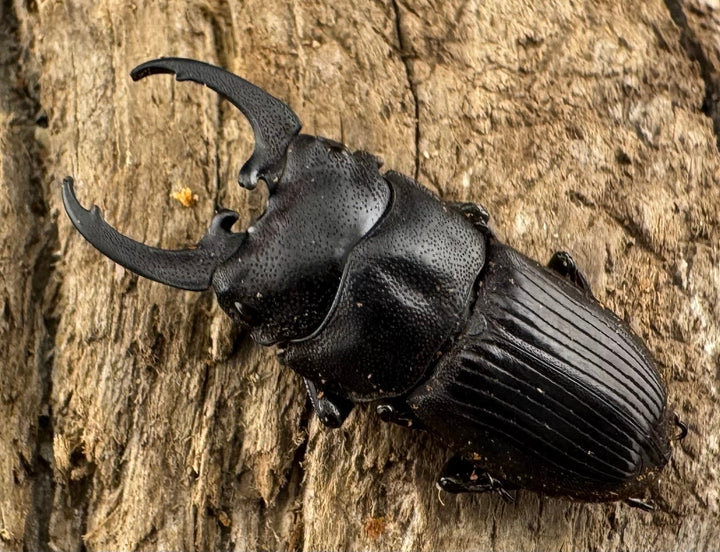 【WD】《インプレッシコリスネブト亜種patprici 27mm ペア》