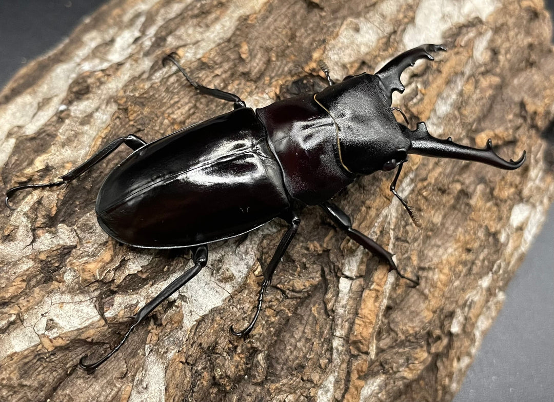 【WD】《アドゥンクスフタマタミャンマー北部亜種 66mm B品ペア》