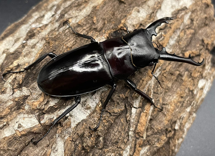 【WD】《アドゥンクスフタマタミャンマー北部亜種 66mm B品ペア》