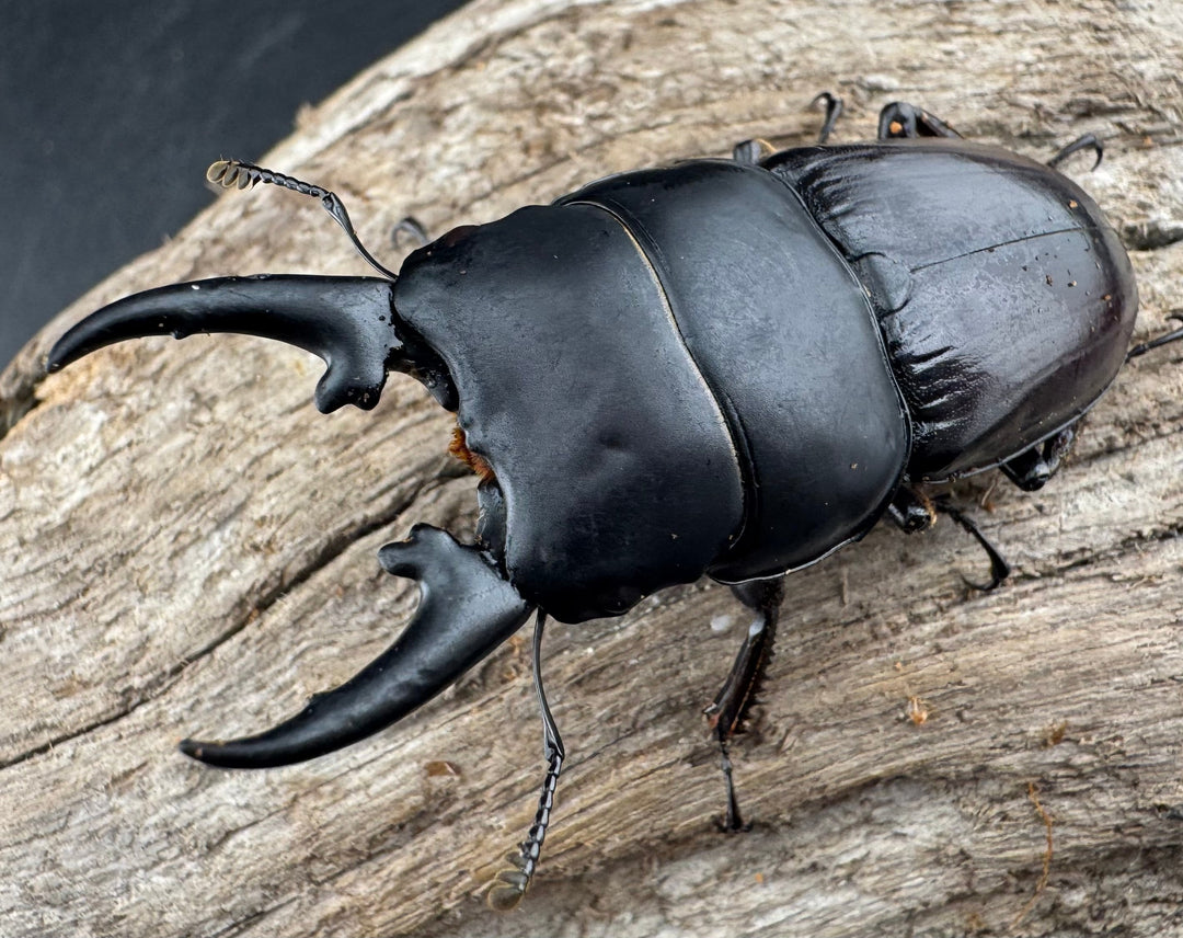 【WD】《ヒペリオンヒラタ原名亜種 雲南省産 57mm ペア》