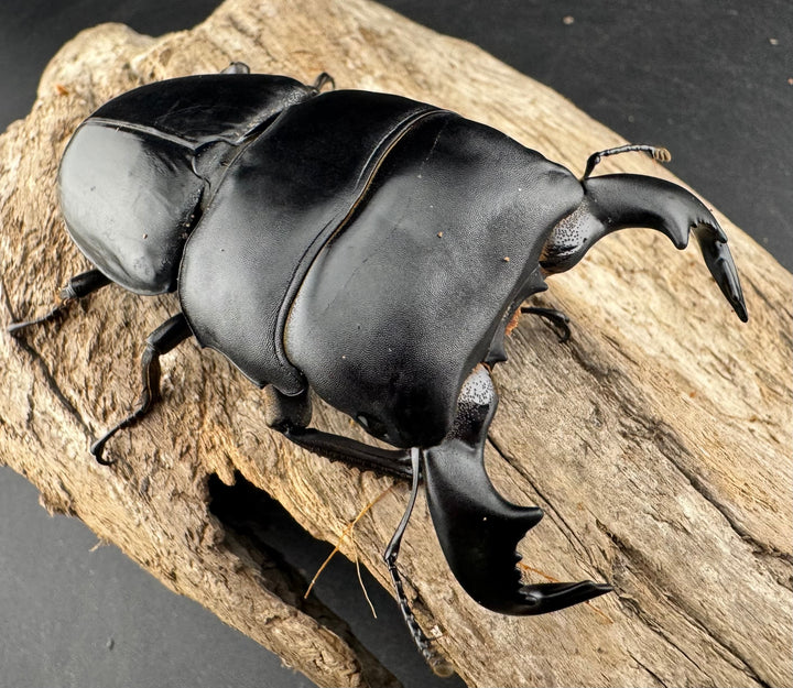 【WD】《ダイオウヒラタ 東ジャワ産 81.5mm ペア》