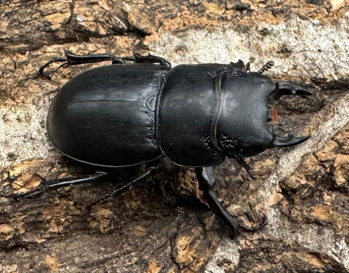 【WD】《ティアンムニセヒタラ 29.5mm ♂♀♀トリオ》