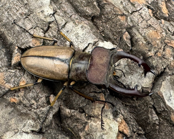 【WD】《デラバイミヤマ 45.5mmペア》