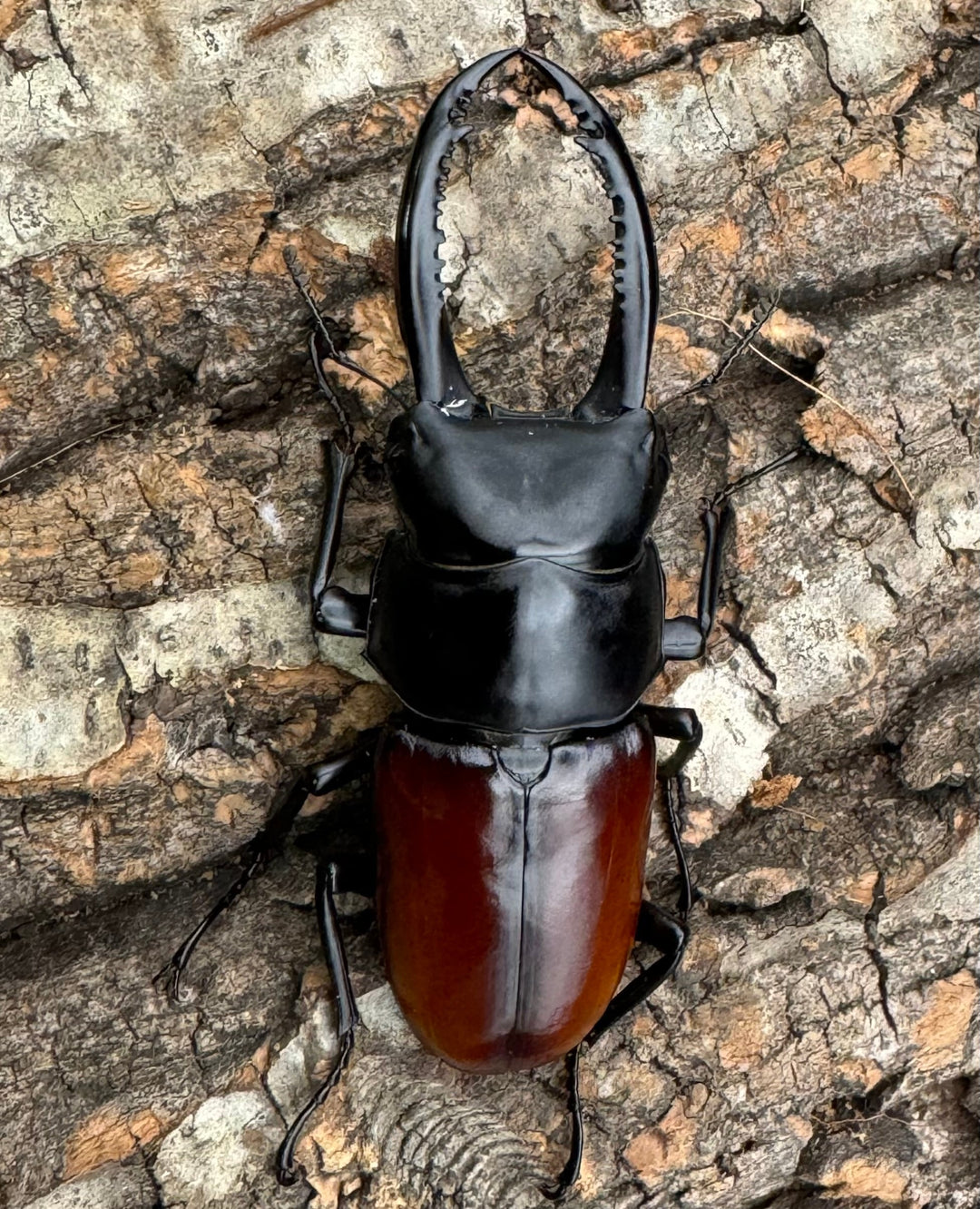 《アローコクワ亜種リエン 74mm ♂♀♀トリオ》