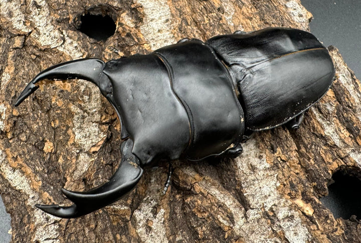 《オオクワガタ TT川西血統 80mm ♂単》ヒート氏ブリード個体