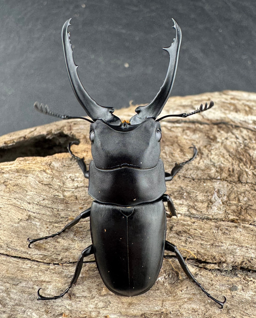 【WD】《ポレクトゥスノコギリクワガタ 海南省産 49.5mm ペア》