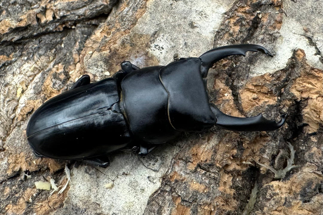 【WF2】《ドルクス リョフ 重慶市産 38mm ペア》Moro氏ブリード個体