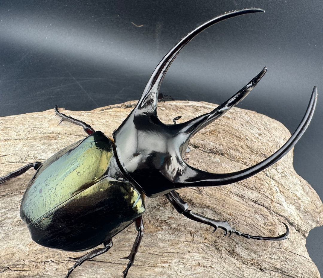 【WD】《ジャワコーカサスオオカブト 113.5mm ペア》