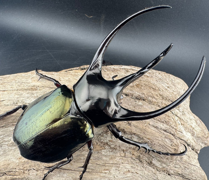 【WD】《ジャワコーカサスオオカブト 113.5mm ペア》