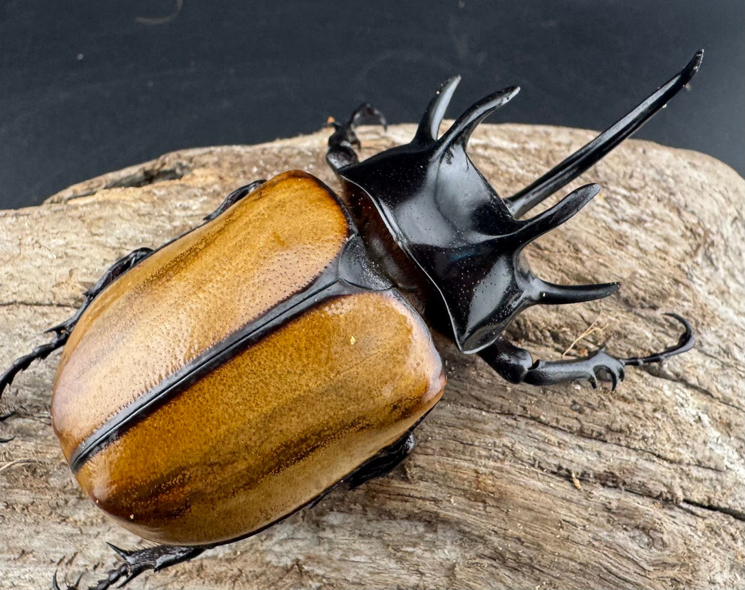 【WD】《ゴホンツノカブト原名亜種 ラオス産 78mm ペア》