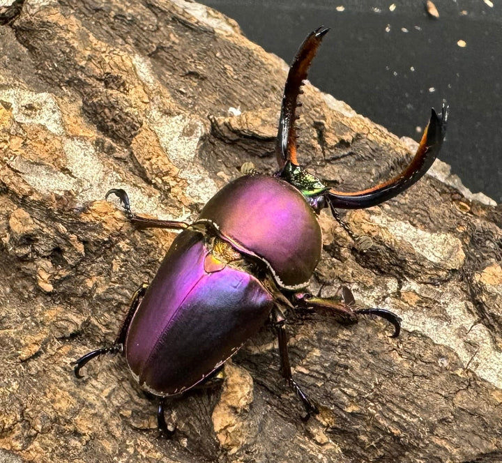 【美麗】《パプアキンイロクワガタ ペア》inohiro109氏ブリード個体