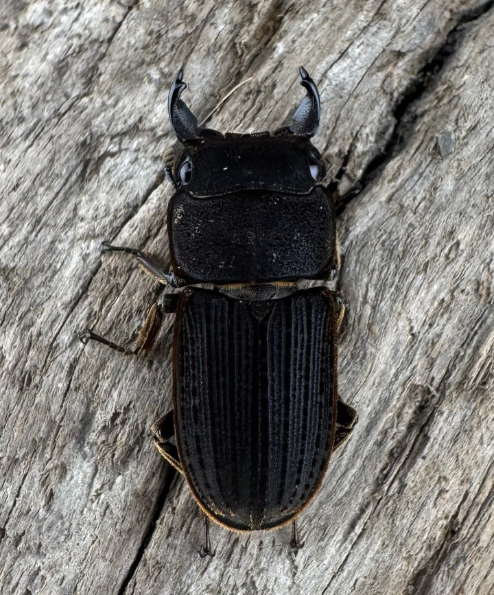 【F0】《ベルティヌスサビクワガタ 貴州省産 Free ペア》②