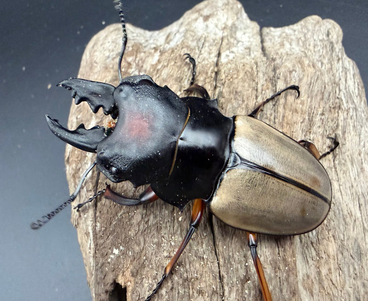 【WD】《フェモラリスツヤ亜種waterstradit 67mm ペア》