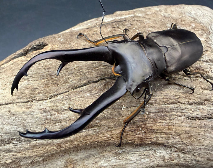 《インペラトールホソアカクワガタ 74.5mm ♂単》