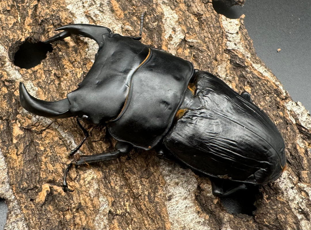 《オオクワガタ TT川西血統 86mm B品ペア》ヒート氏ブリード個体