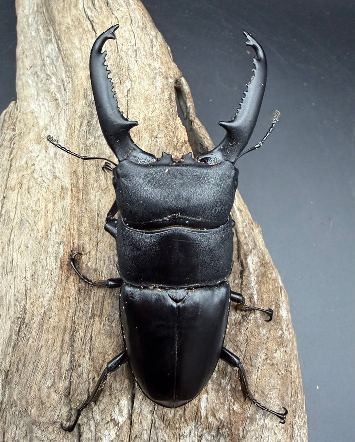 【WD】《パラワンオオヒラタ マンタリンガハン産 96.5mm ペア》