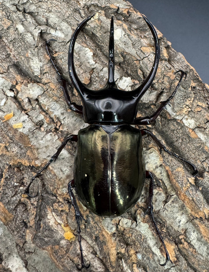 【WD】《ジャワコーカサスオオカブト 100mm ペア》