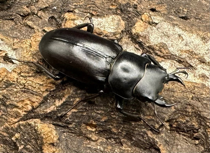 【WD】《ドルクス タオ 29mm ペア》