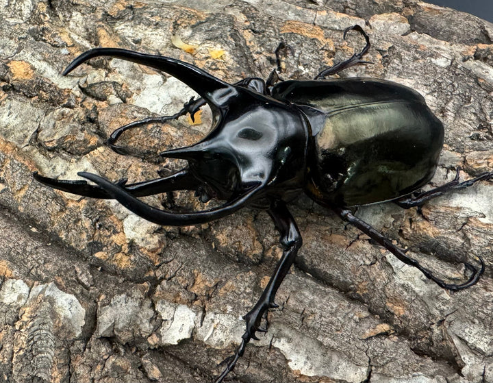 【WD】《ジャワコーカサスオオカブト 101mm ペア》