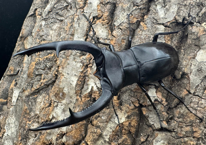 【WD】《マンディブラリスフタマタ 101mm ペア》