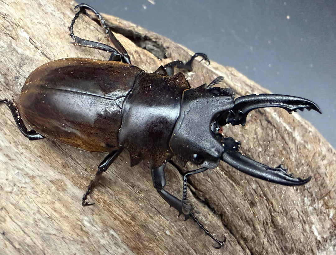 【WD】《ダールマンツヤ原名亜種 ボルネオ産 66.5mm ペア》