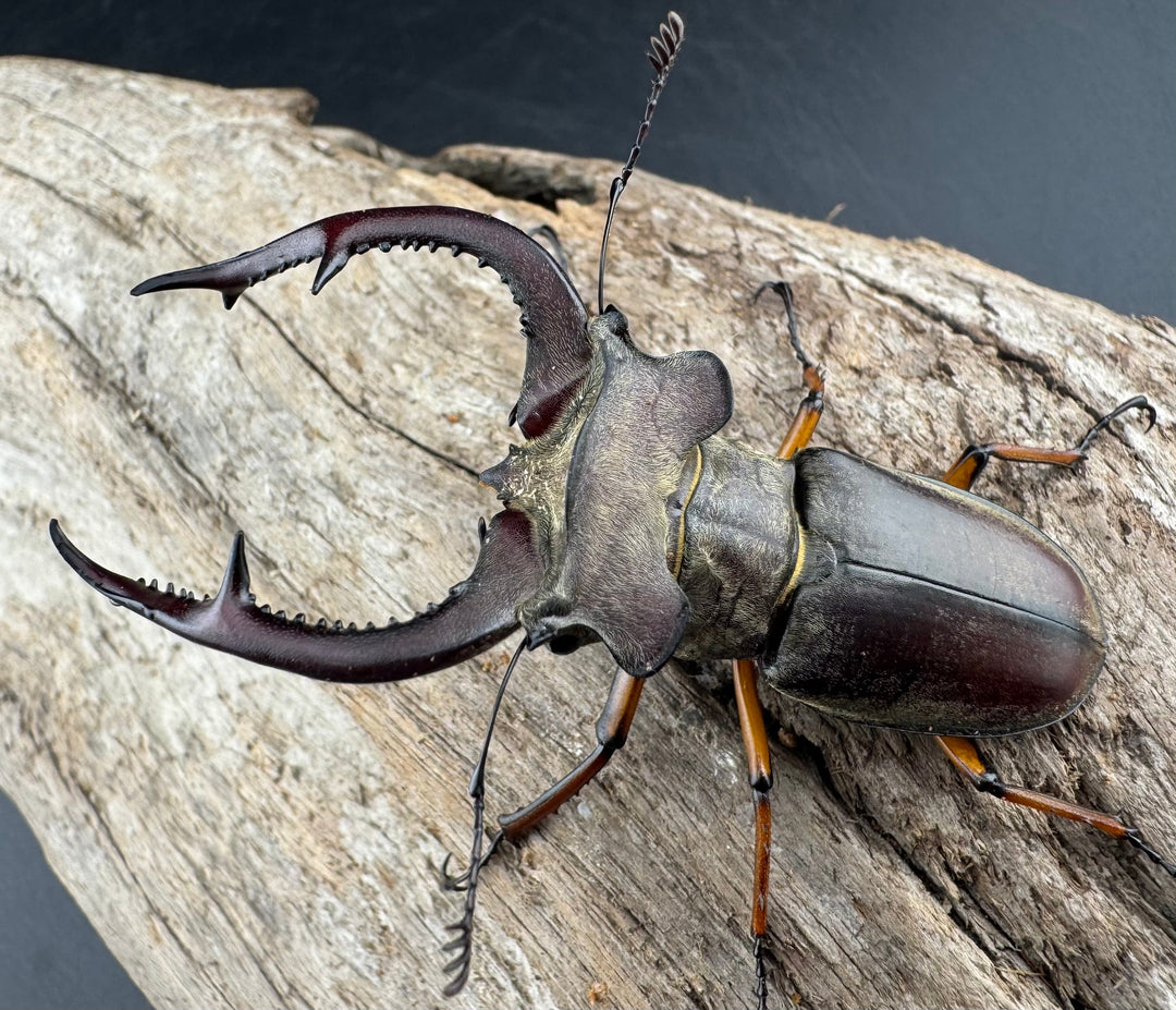 【WD】《クラーツミヤマ ベトナム亜種 63mm ペア》