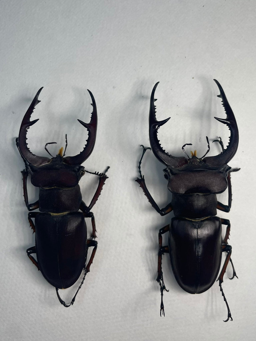 【WD】《デューベイアヌスミヤマ 33mm ♀単》