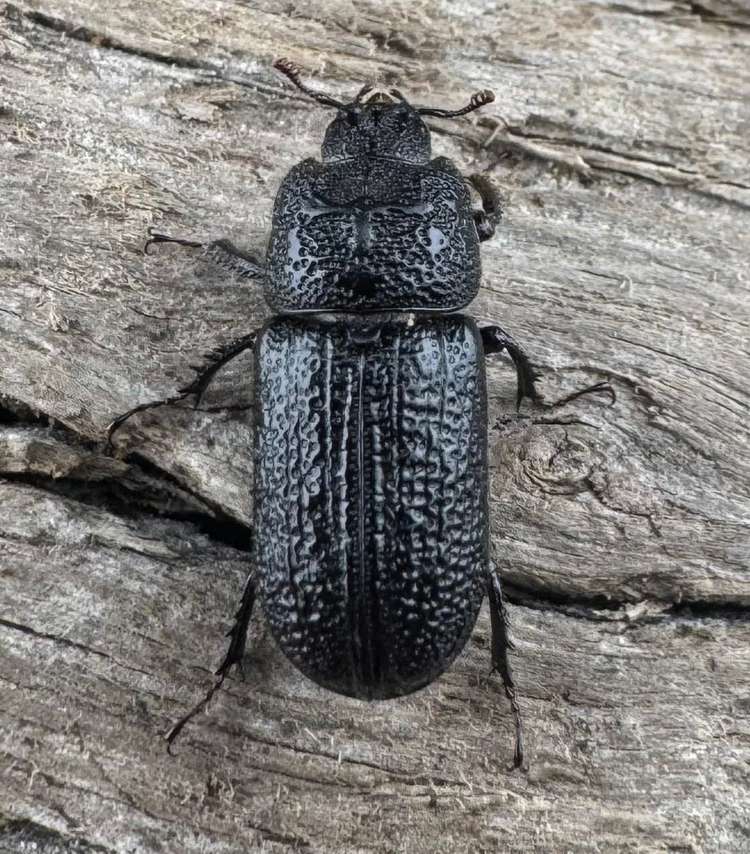 【WD】《ウンナンイッカククワガタ Free ♂♀♀トリオ》①