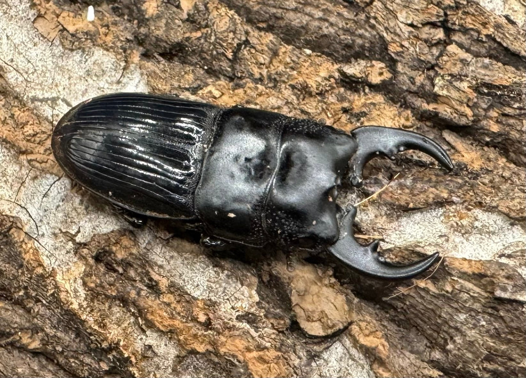 【WD】《フィリピンネブト亜種バンガイエンシス Free ペア》