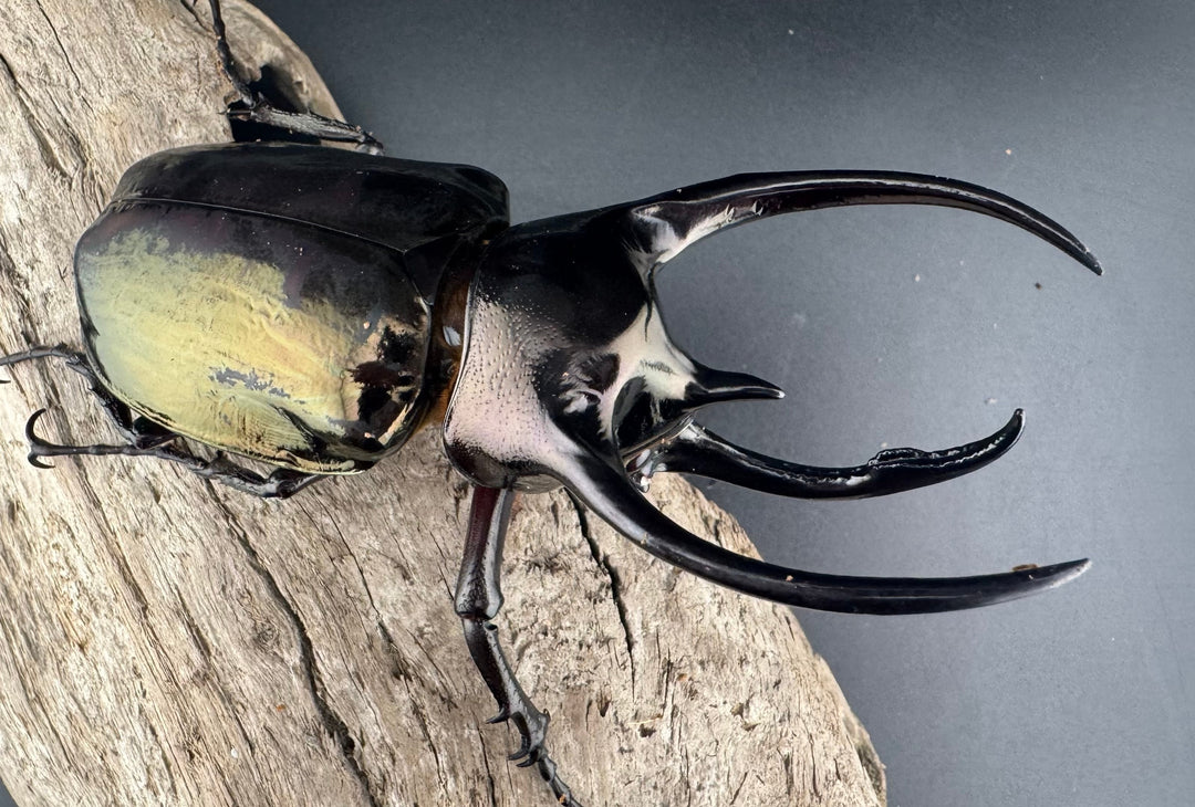 【WD】《ミンダナオアトラスオオカブト キダパワン産 95mm B品ペア》