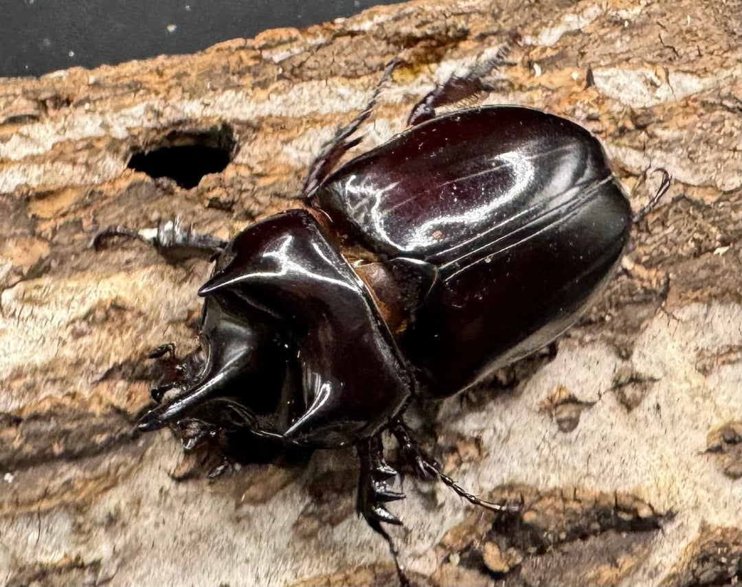 《ロンギチョンペルスミツノカブト Free ペア》