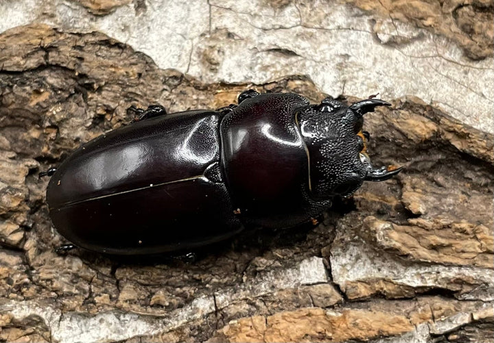 【WD】《ゲルツルードノコギリ 37mm ペア》