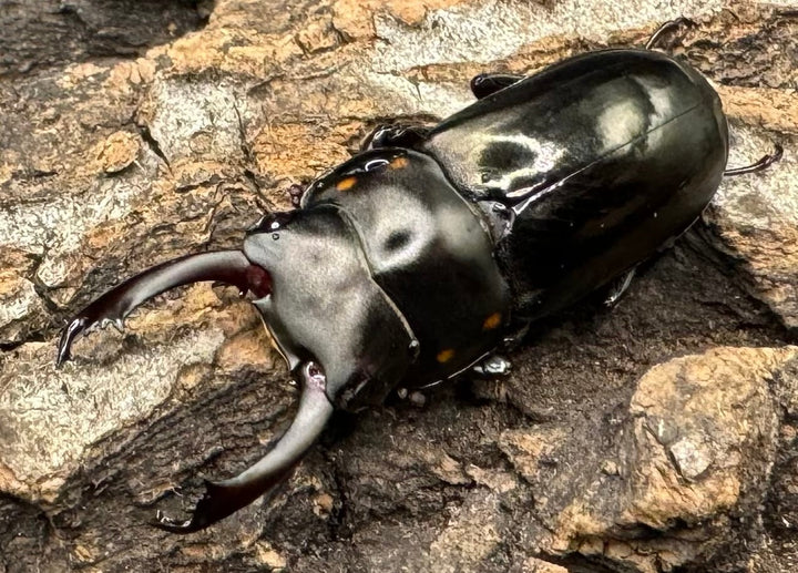 【WF1】《フルボノタトゥスコクワ 32mm ペア》