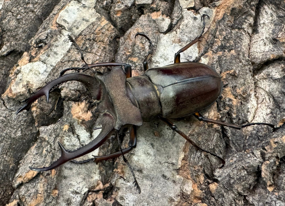 【WD】《クラーツミヤマ原名亜種 57mm ペア》