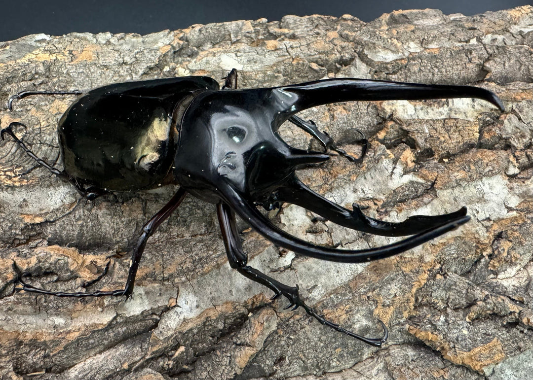 【WD】《ジャワコーカサスオオカブト 113mm A'品ペア》