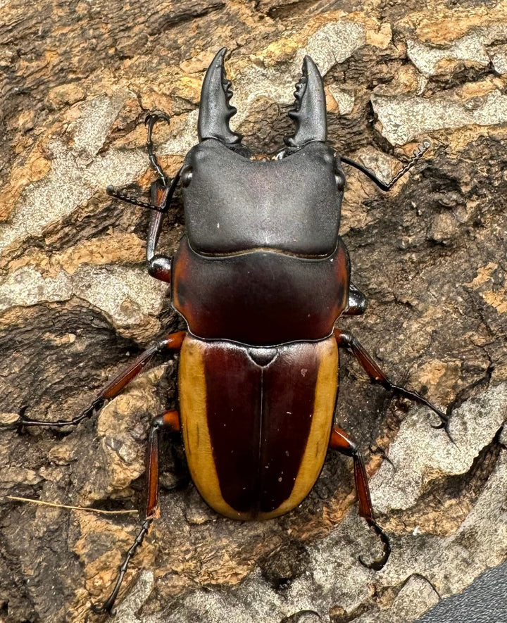 【WD】《ラテラリスノコギリ亜種アダチ 43mm ペア》