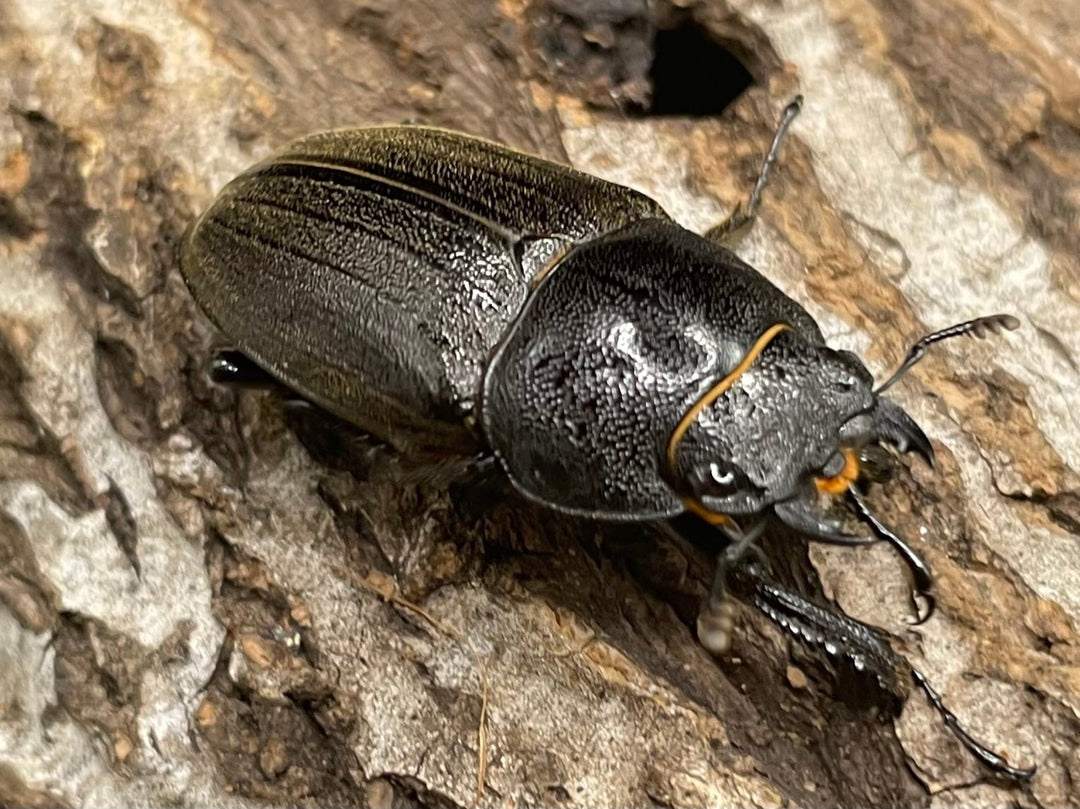 《アマミノコギリ 68mm ペア》